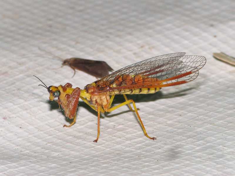 ライトトラップに飛来したキカマキリモドキ キカマキリモドキ