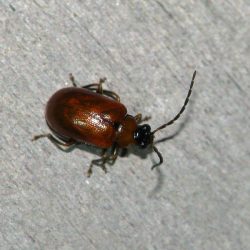 ムナグロツヤハムシ