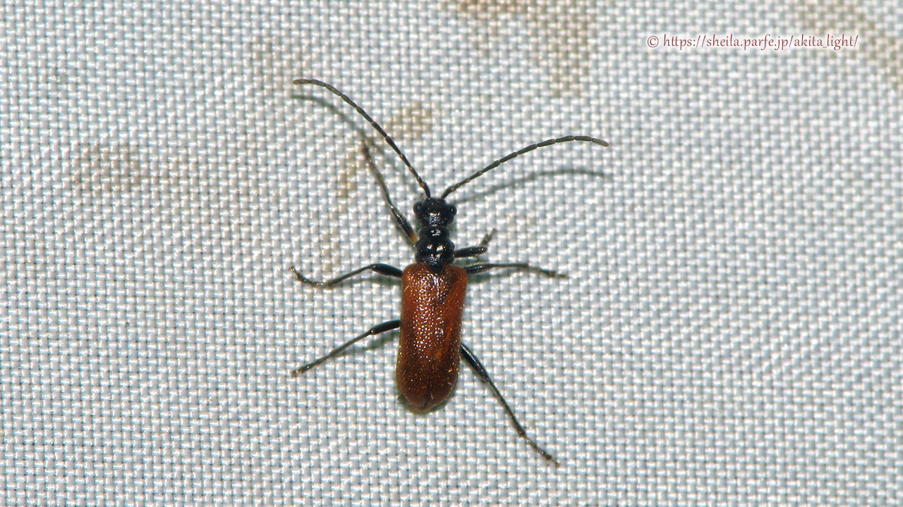 ライトトラップ下で撮影したキバネニセハムシハナカミキリ