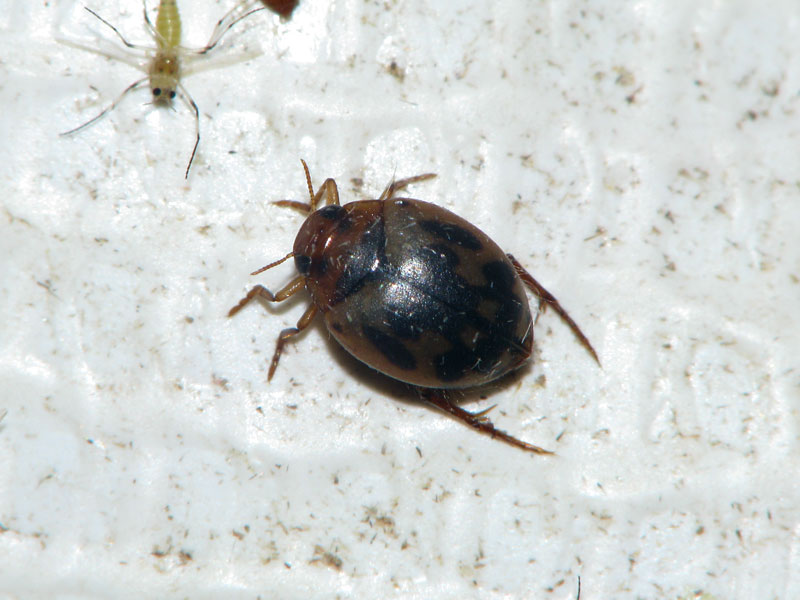 ライトトラップの白布を歩くケシゲンゴロウ ケシゲンゴロウ