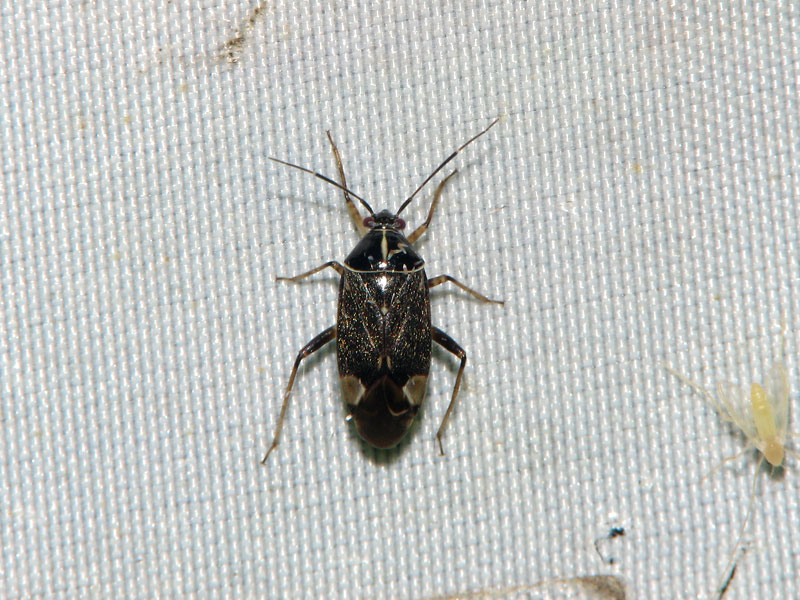 ライトトラップの白布にとまるクルミツヤクロカスミカメ♂ クルミツヤクロカスミカメ