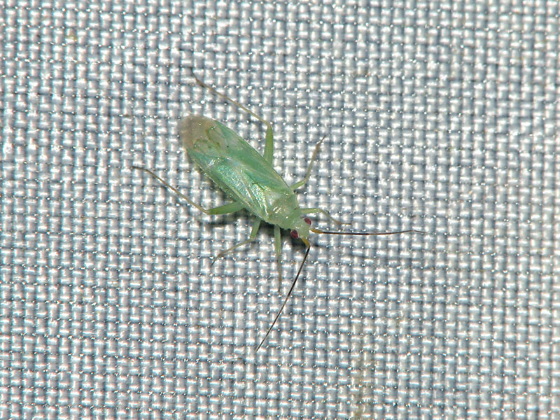 ウスバホソカスミカメ