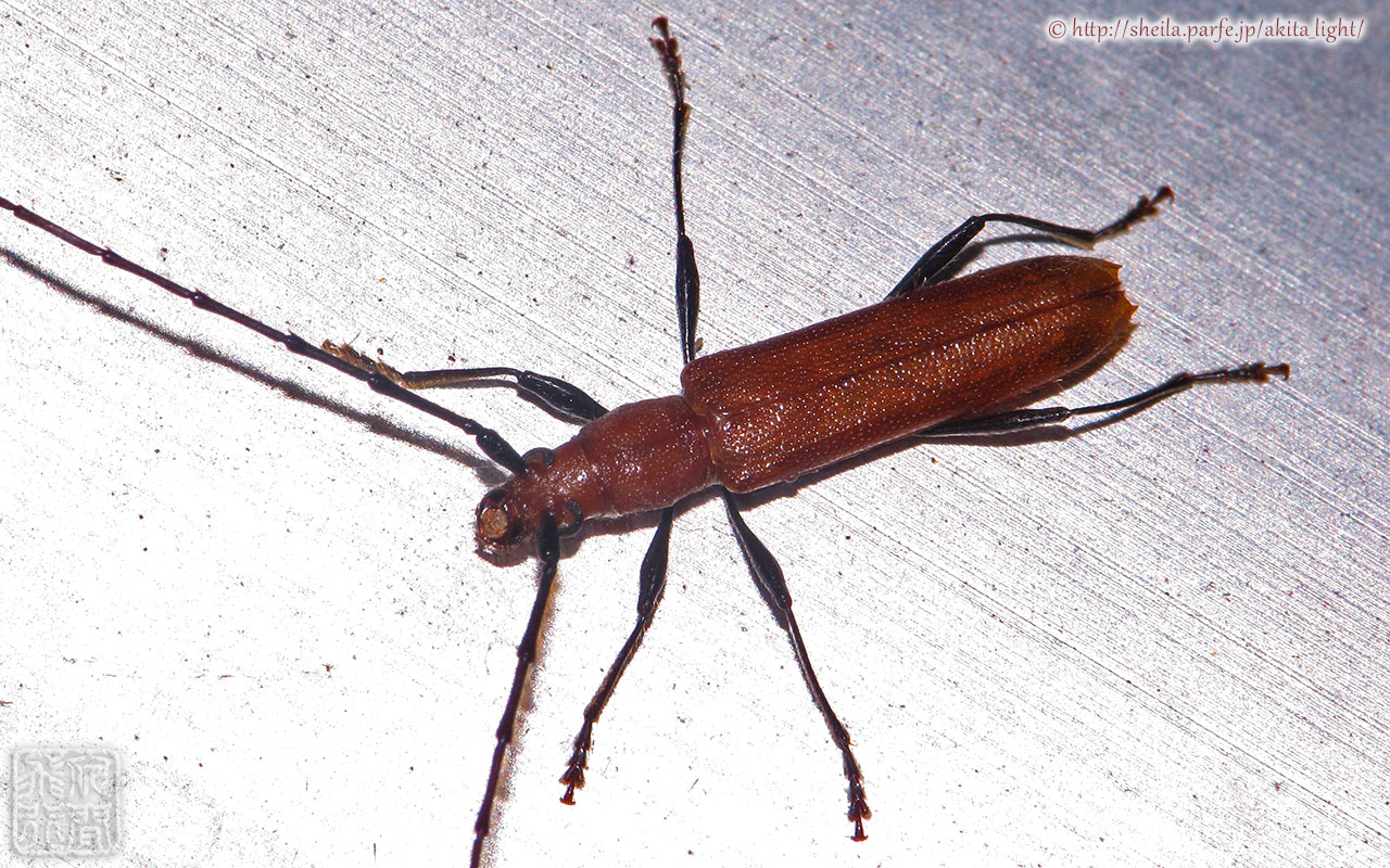 トビイロカミキリ