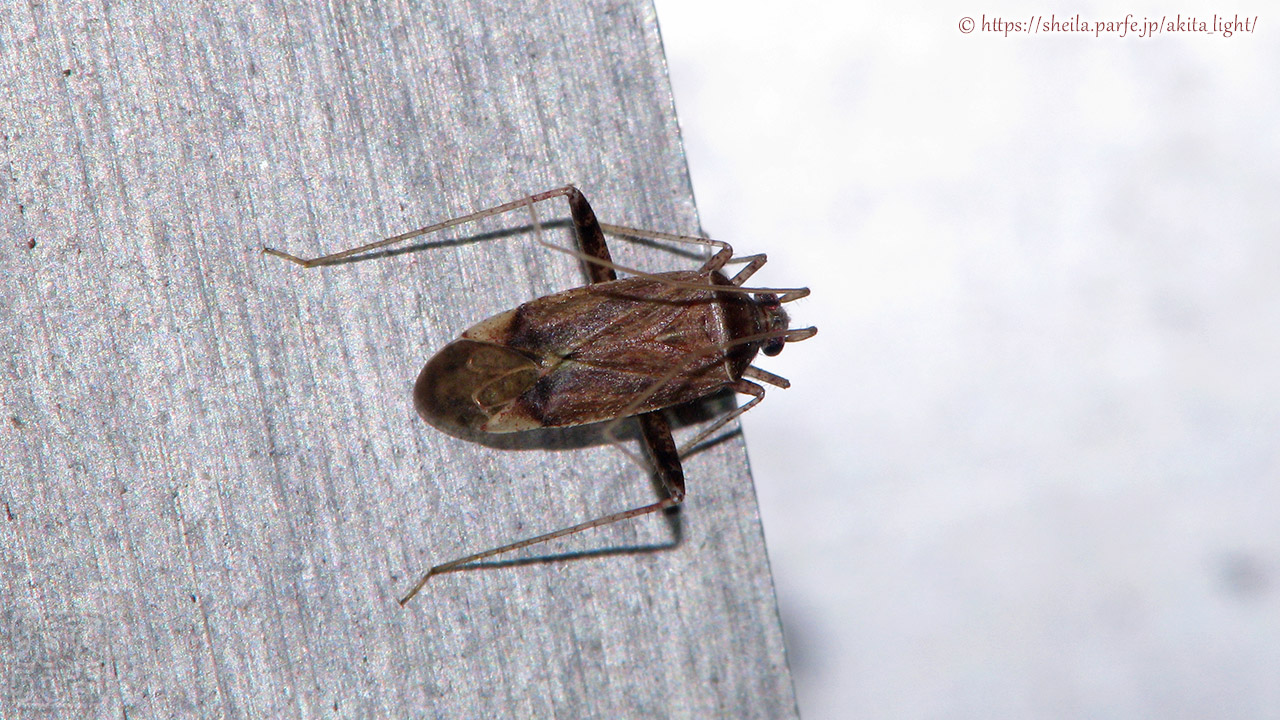 外灯下で撮影したヒゲナガカスミカメ