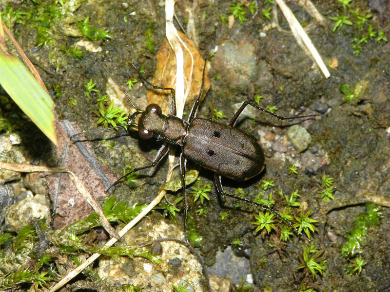 140814コハンミョウ雌