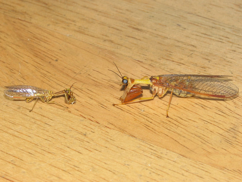 左・ヒメカマキリモドキ 右・キカマキリモドキ カマキリモドキ比較