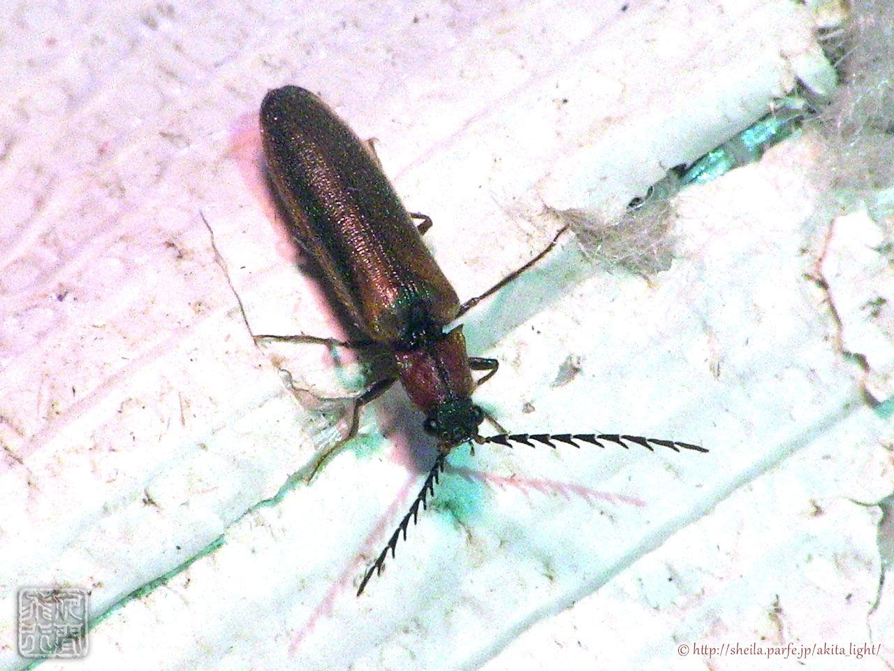 メスグロベニコメツキ雄個体