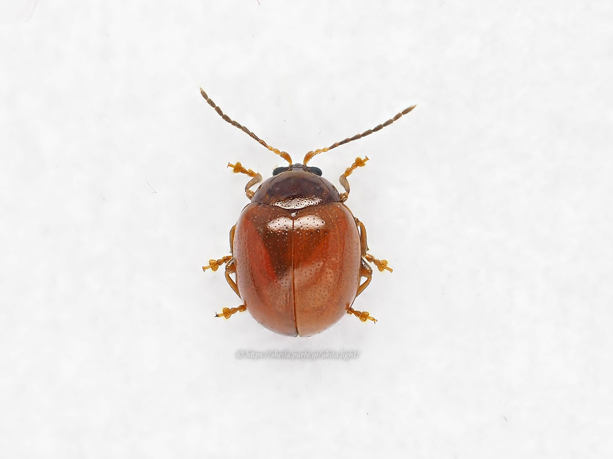 アカイロマルノミハムシ(標本) アカイロマルノミハムシ(標本)