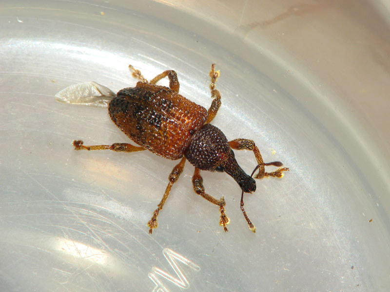 外灯に飛来していたアカコブコブゾウムシ アカコブコブゾウムシ