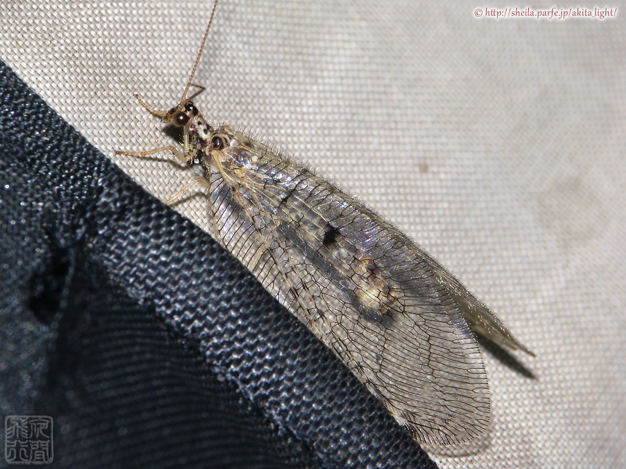 灯火に飛来したヒロバカゲロウ