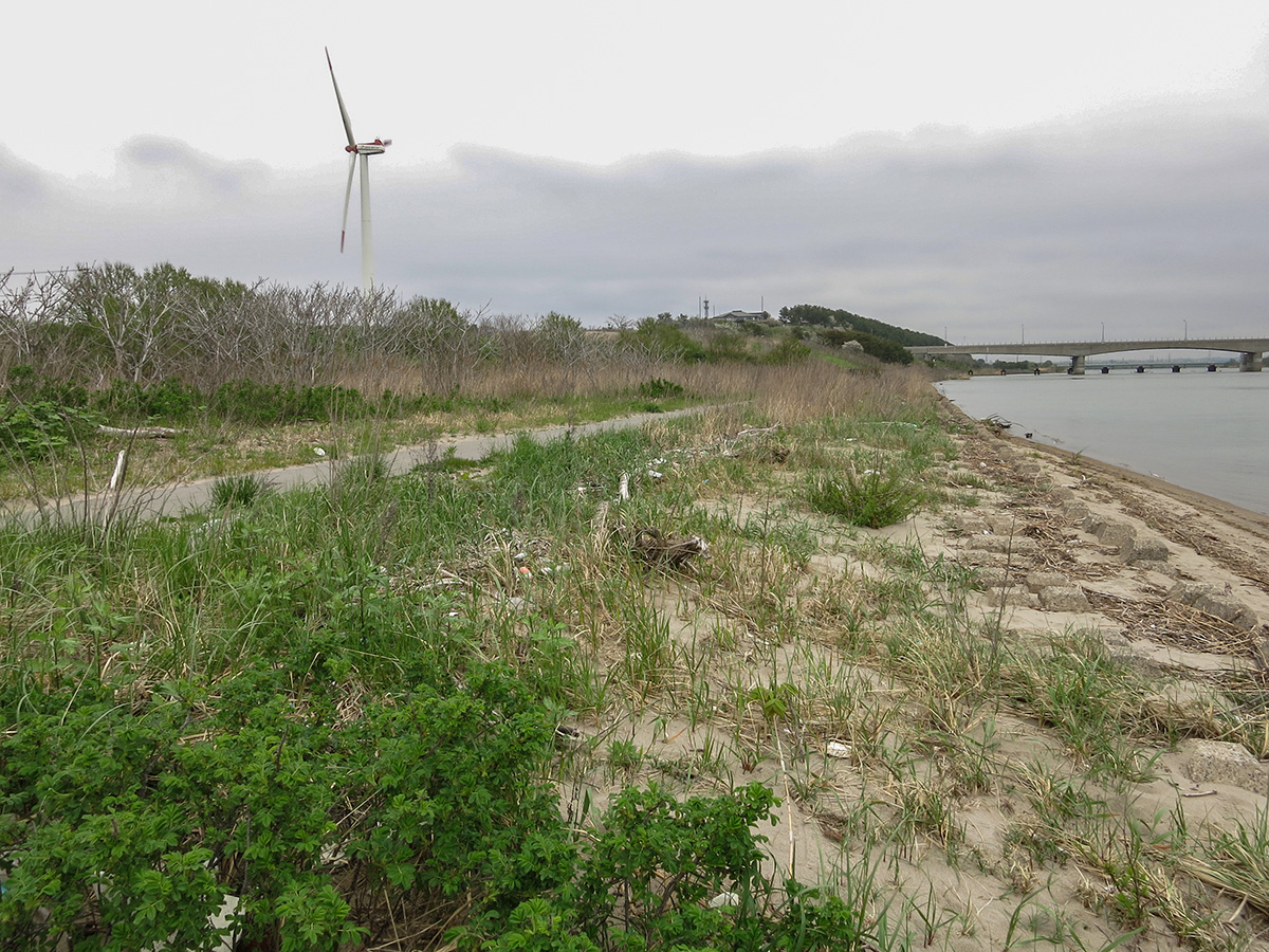 セマルケシマグソコガネの生息環境 - 秋田市の河口部 ケシマグソコガネ生息環境