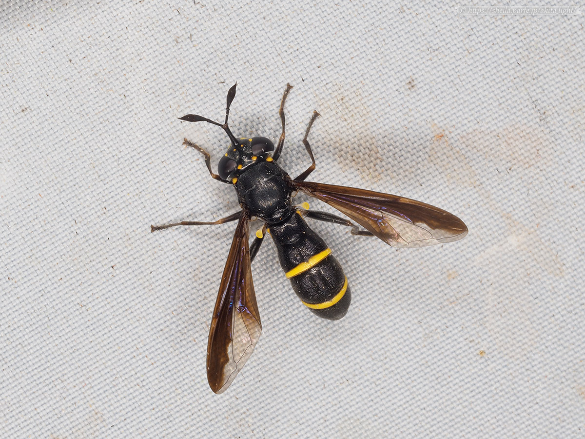ライトトラップに飛来したヒサマツハチモドキハナアブ(雌)