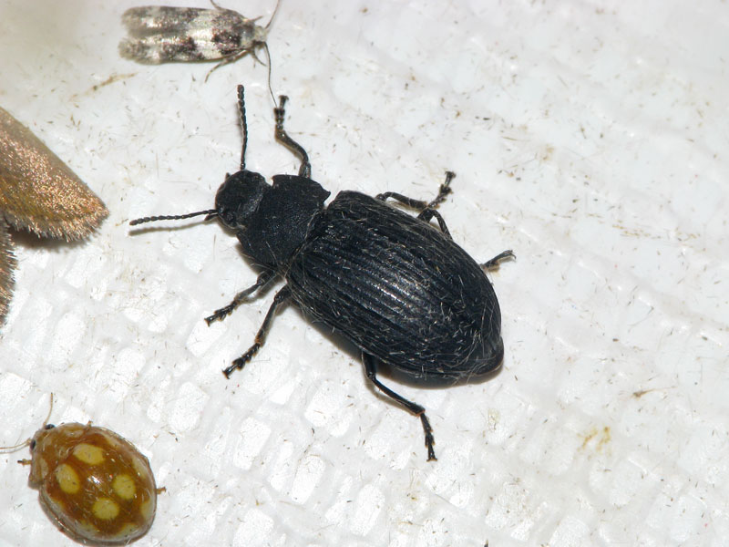 140804スジコガシラハムダマ