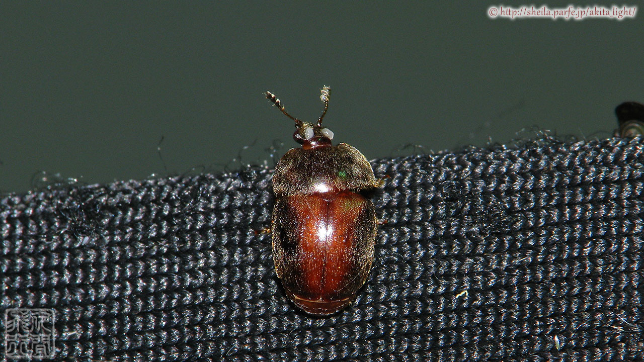 ライトトラップに飛来したヨツボシセマルケシキスイ♀個体 ヨツボシセマルケシキスイ(雌)