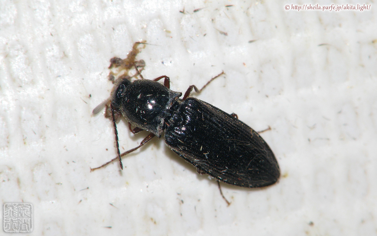 クロツヤヒラタコメツキ