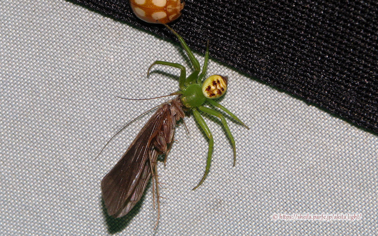 ライトトラップ下で撮影したコハナグモ(メス)
