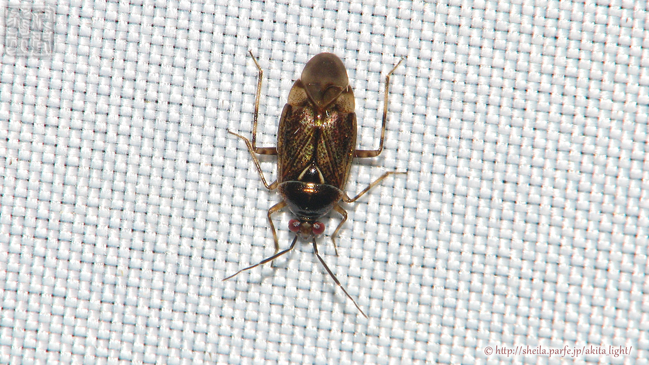 9月のライトトラップに飛来した個体 9月の灯火に飛来したカワヤナギツヤカスミカメ