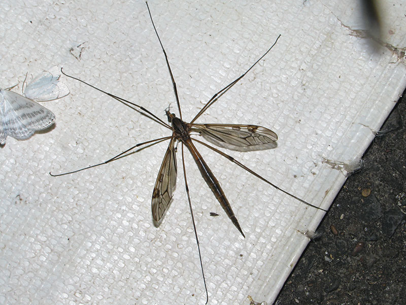 マダラガガンボ雌個体