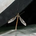マダラガガンボの一種（Tipula sp.）