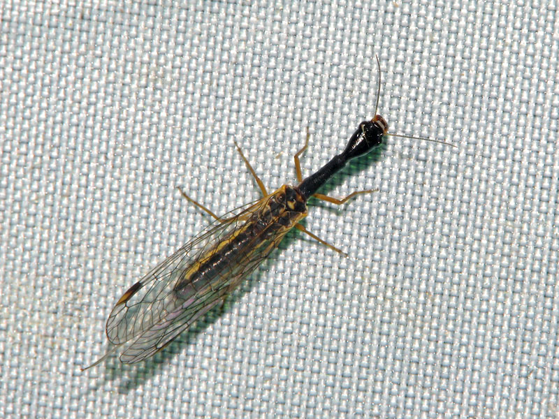 140703キスジラクダムシ