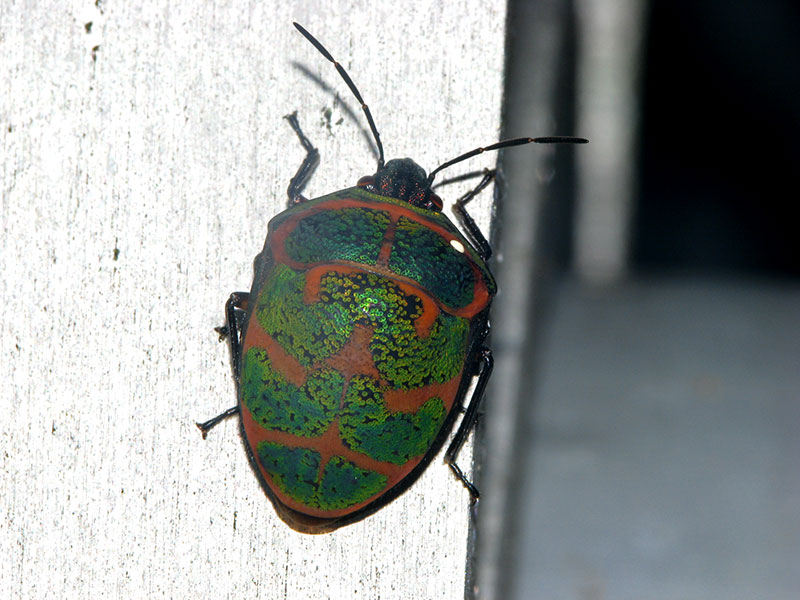 アカスジキンカメムシ