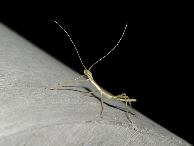 140601ヤスマツトビナナ幼