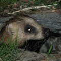 ニホンアナグマ