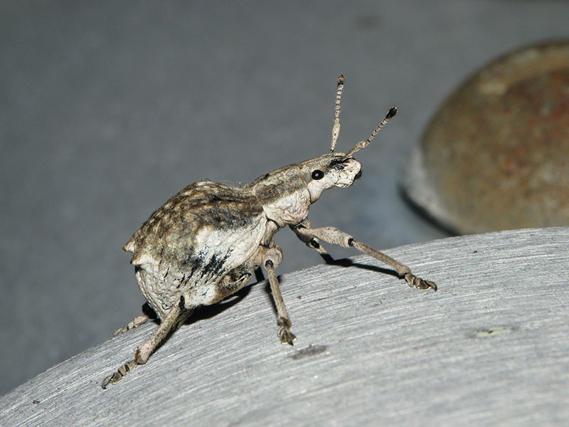 シロコブゾウムシ