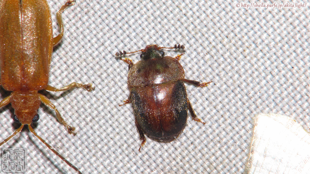 ライトトラップの白布にとまるヨツボシセマルケシキスイ♂個体 ヨツボシセマルケシキスイ(雄)