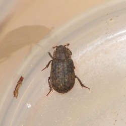 チビコブスジコガネ