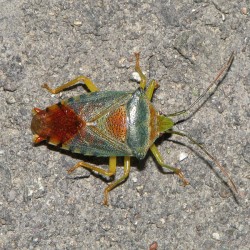 セアカツノカメムシ