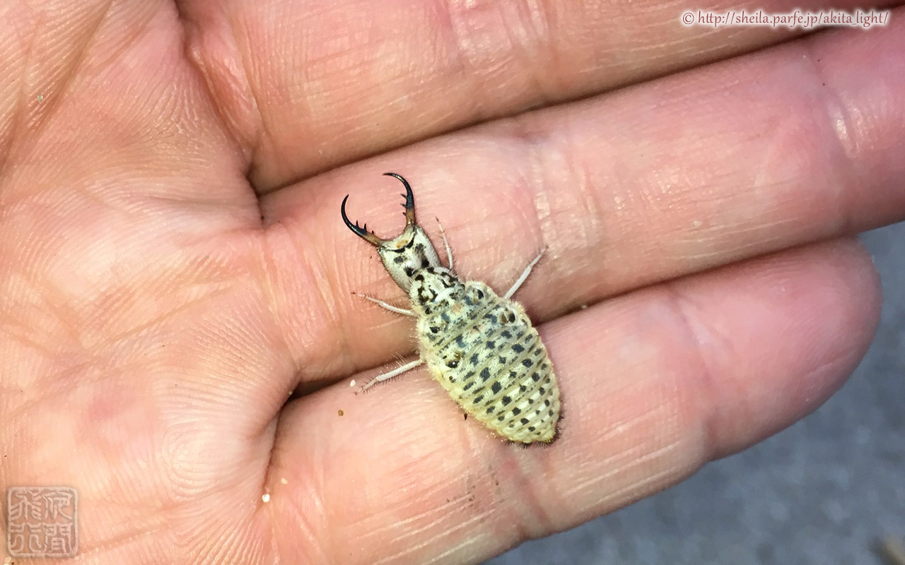 オオウスバカゲロウの幼虫