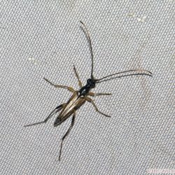 ニンフホソハナカミキリ