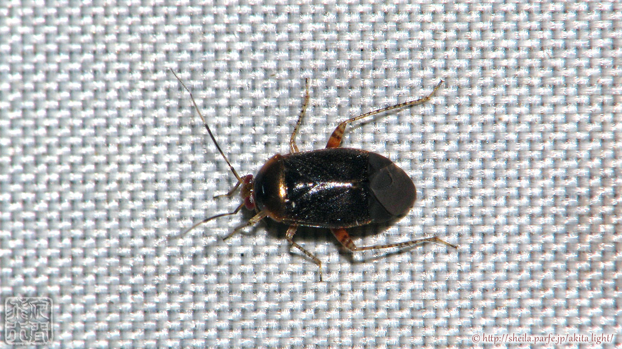 ライトトラップの白布にとまるクロバカスミカメ クロバカスミカメ