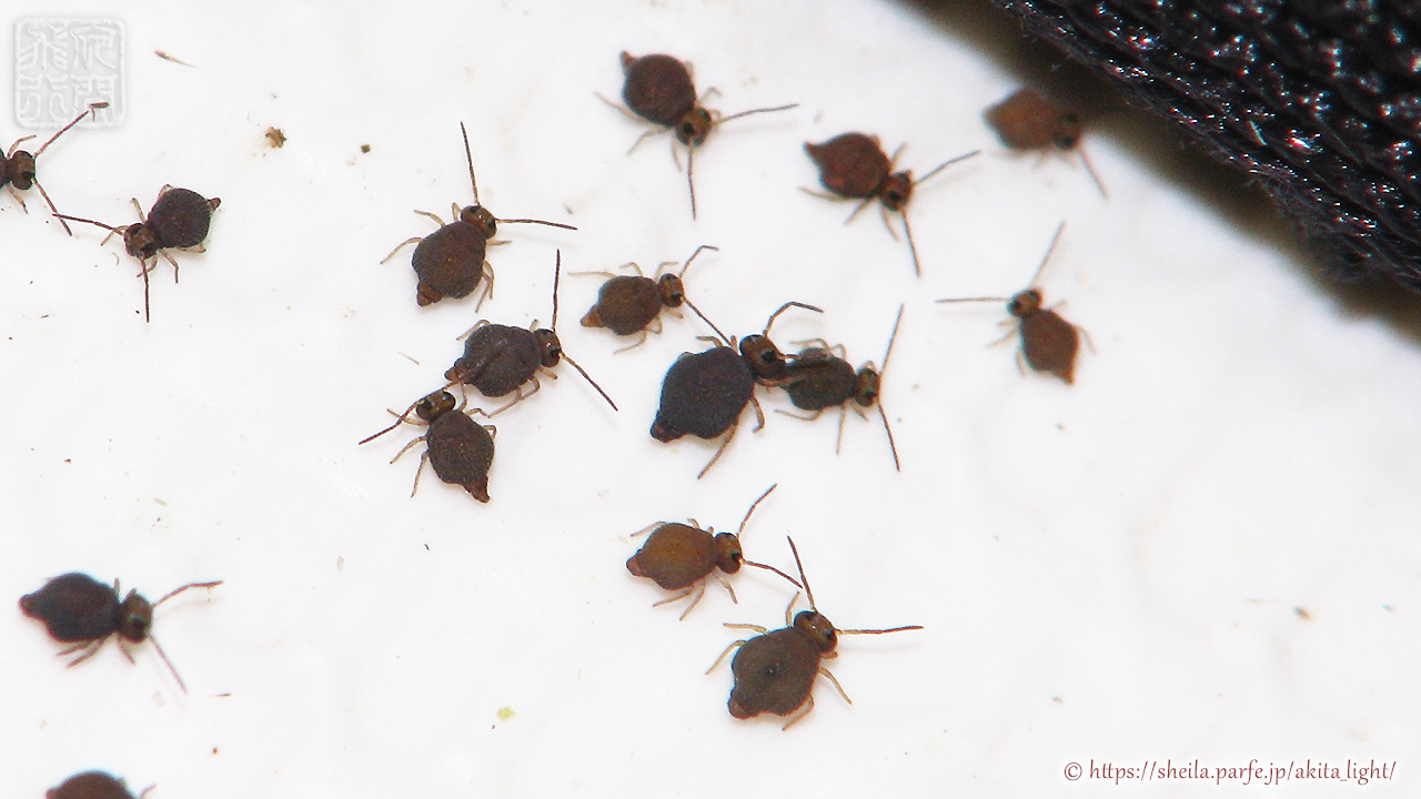 マルトビムシ亜科(Symphypleon)の一種