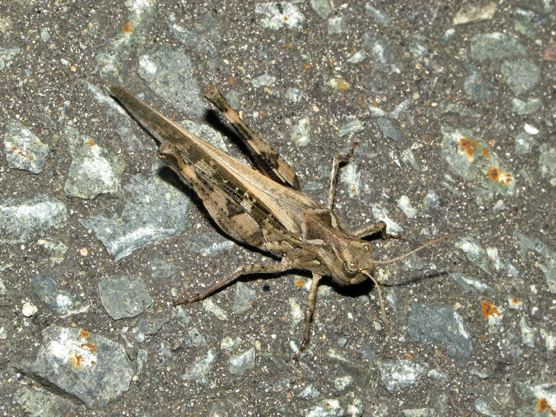 140803クルマバッタモドキ2