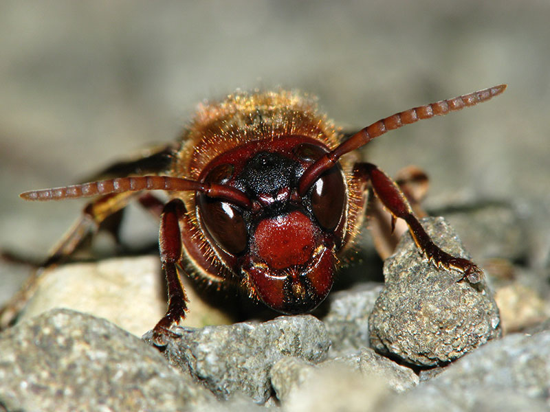 チャイロスズメバチ