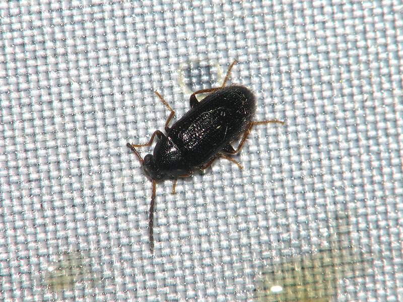 ホンドカタモンヒメクチキ