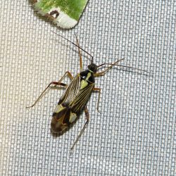 ツヤムネセスジカスミカメ