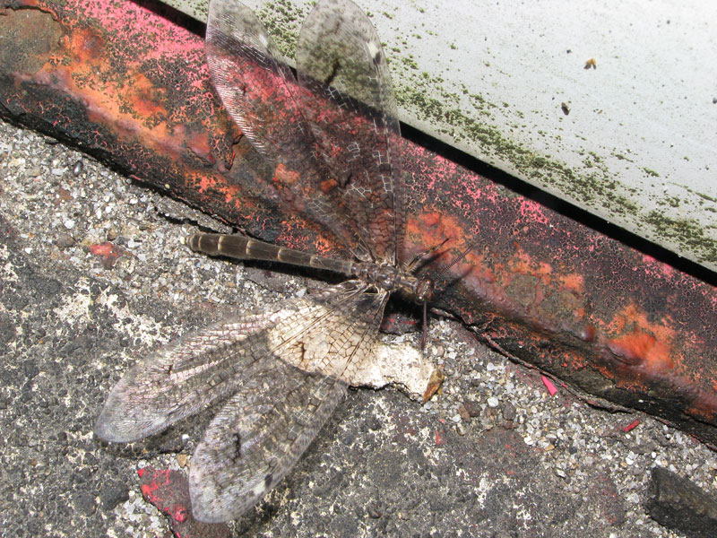 翅を広げたところ モイワウスバカゲロウ