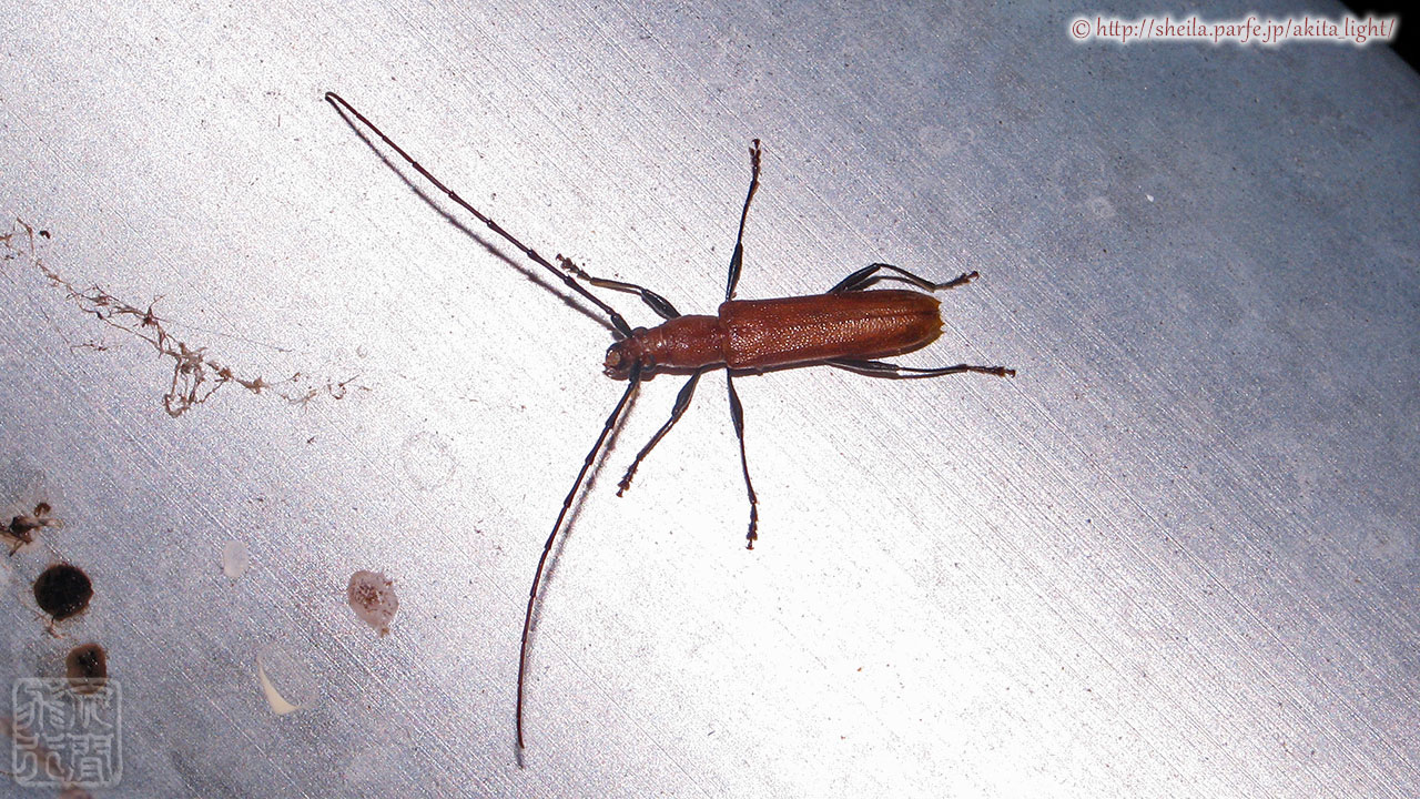 トビイロカミキリ