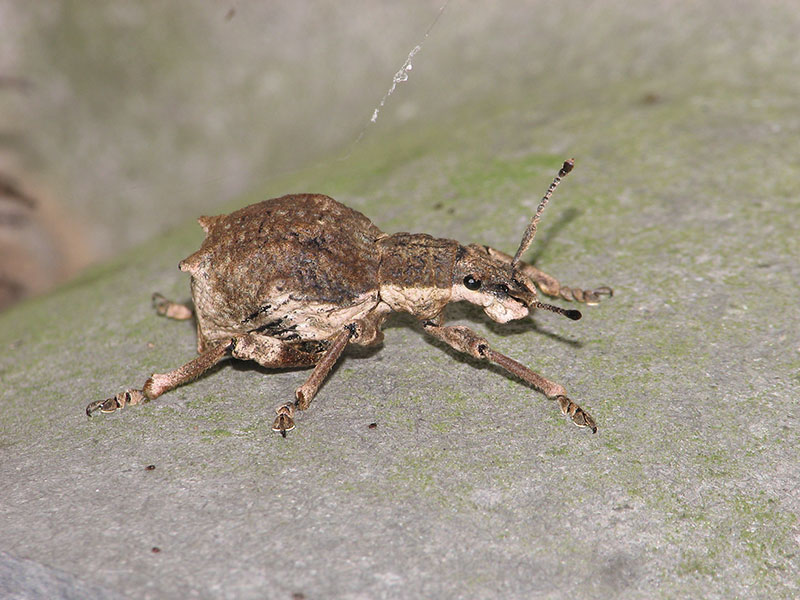 シロコブゾウムシ