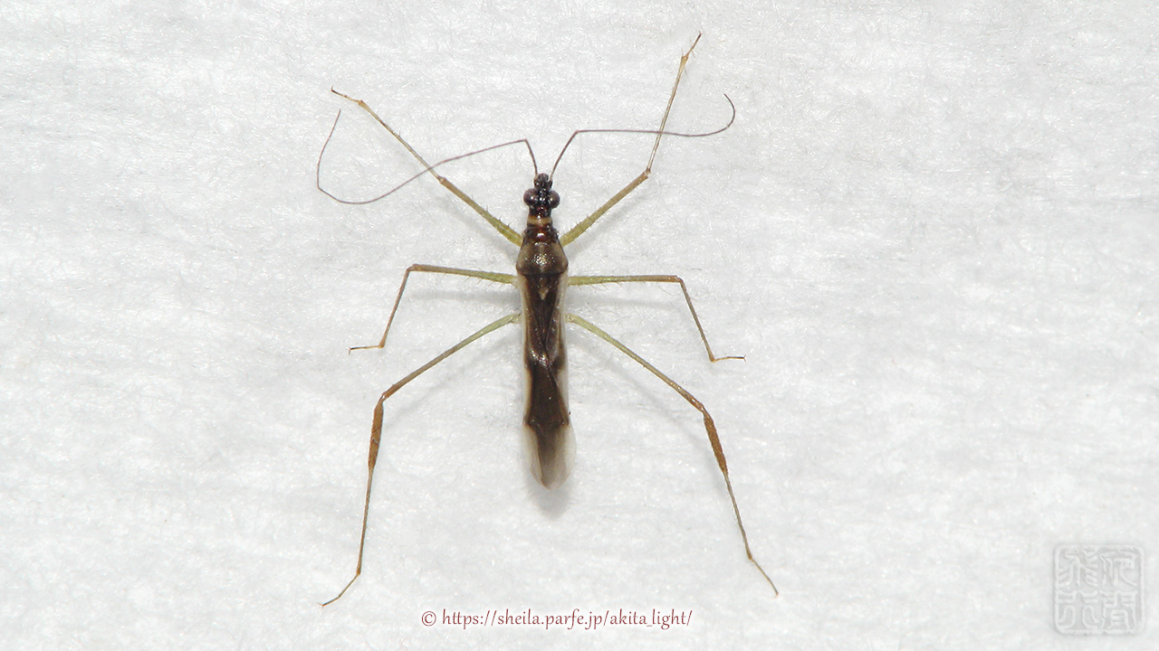 ホソマキバサシガメ標本(雄個体)