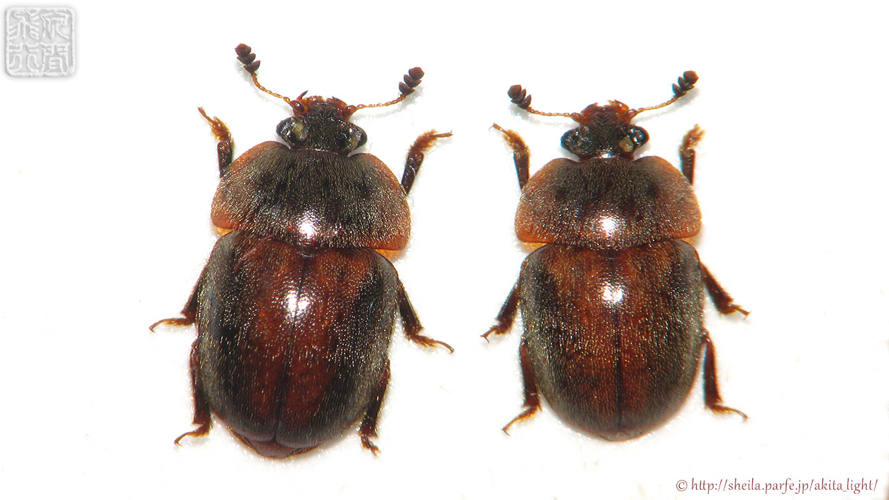 ヨツボシセマルケシキスイ♀個体標本 ヨツボシセマルケシキス(雌標本)