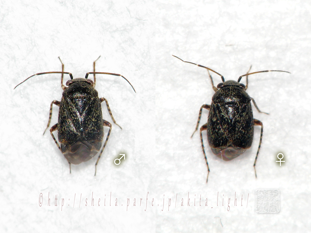 Hypseloecus nakagawai(標本)