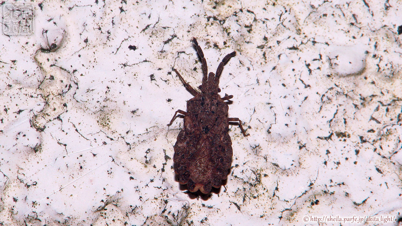 ハイイロヒラタカメムシ