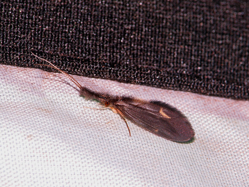 ヒロオカクツツトビケラ