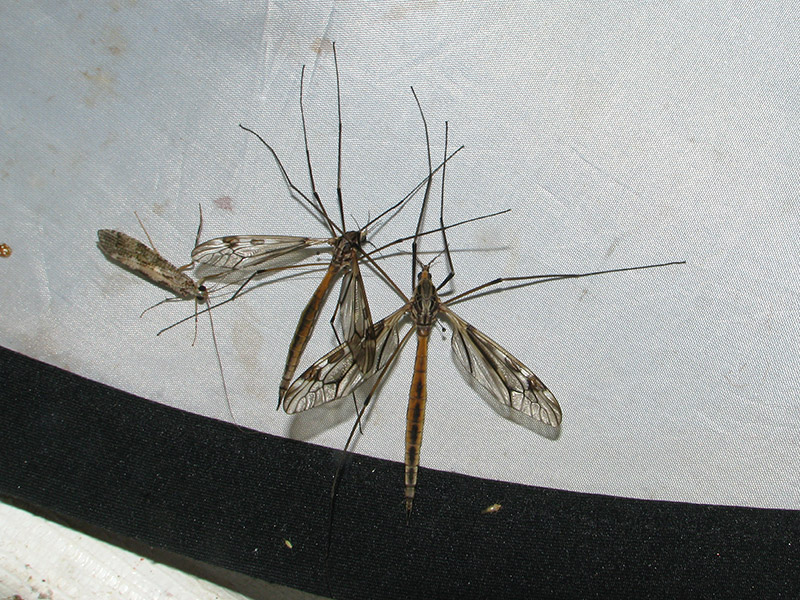 マダラガガンボ雌個体