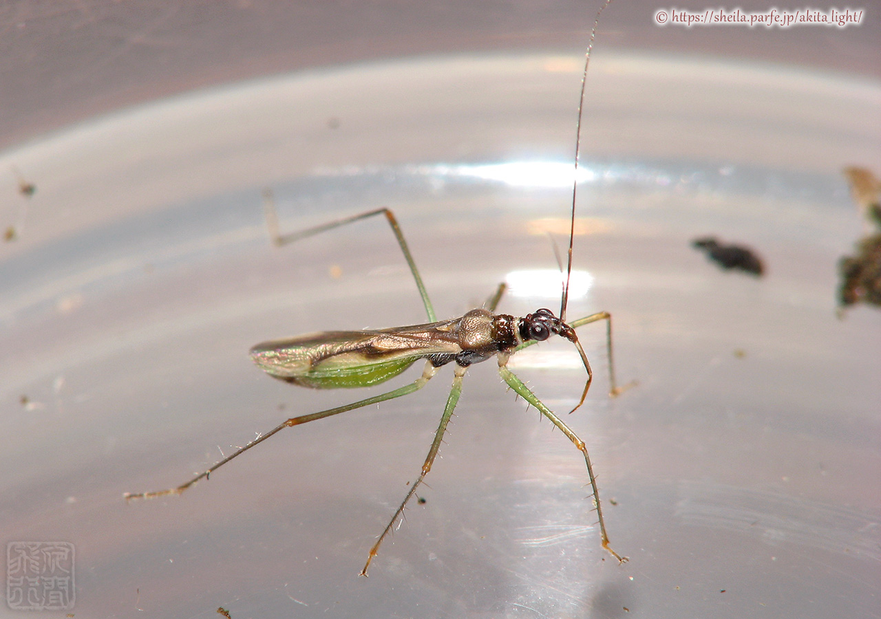 ホソマキバサシガメ(雌個体)