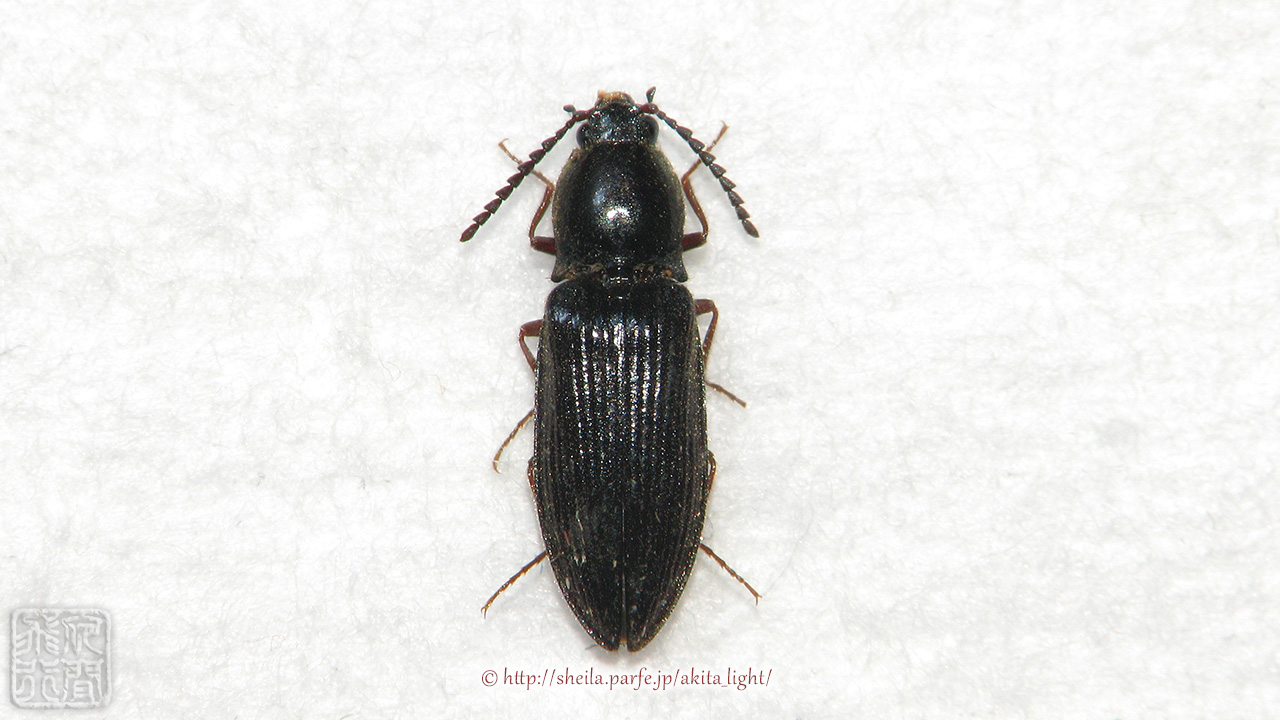 クロツヤヒラタコメツキ(標本)